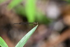 Proplatycnemis sanguinipes