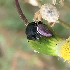 Sassacus