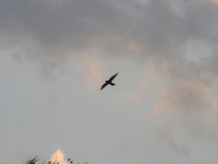 Falco