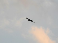 Falco