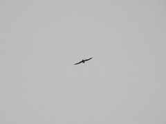 Falco