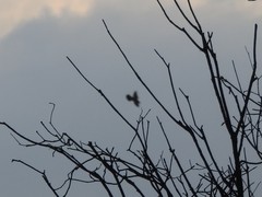 Falco