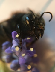 Osmia lignaria propinqua