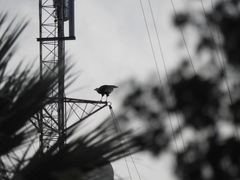 Caracara plancus