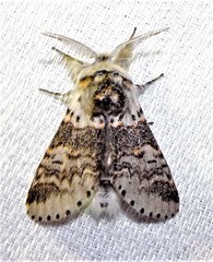 Furcula occidentalis