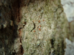 Bacidia rubella