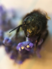 Osmia lignaria propinqua