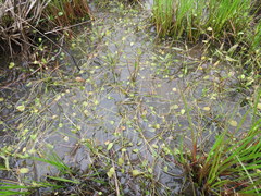 Ranunculus laxicaulis