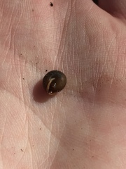 Cryptomastix germana