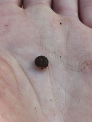 Cryptomastix germana