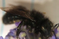 Osmia lignaria propinqua