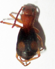 Brachininae