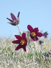 Pulsatilla rubra