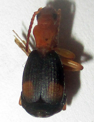 Brachininae