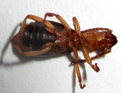 Brachininae