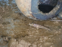 Periophthalmodon septemradiatus