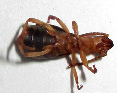 Brachininae