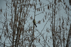 Parus major