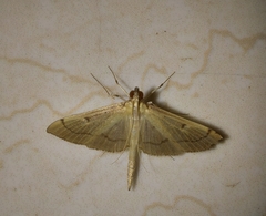Bradina admixtalis