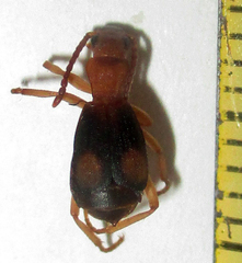 Brachininae
