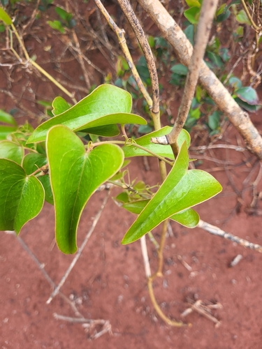 Smilacaceae image