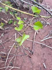 Smilax aspera image