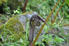 Arisaema franchetianum