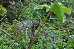 Arisaema franchetianum