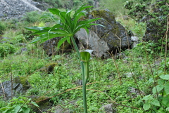 Arisaema erubescens