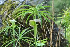 Arisaema erubescens
