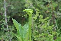 Arisaema yunnanense