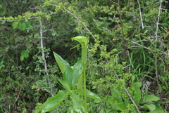 Arisaema yunnanense