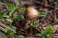 Mycena plumipes