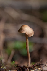 Mycena plumipes