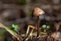 Mycena plumipes