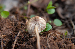 Mycena plumipes