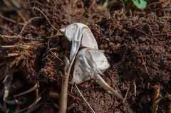 Mycena plumipes