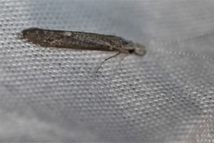 Leptocerus americanus