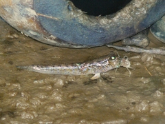 Periophthalmodon septemradiatus