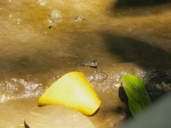 Periophthalmodon septemradiatus