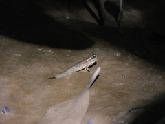 Periophthalmodon septemradiatus