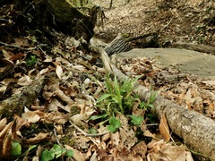 Luzula acuminata carolinae