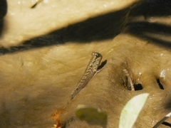 Periophthalmodon septemradiatus