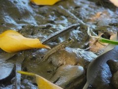 Periophthalmodon septemradiatus