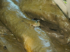 Periophthalmodon septemradiatus