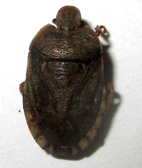Delegorguella atomaria