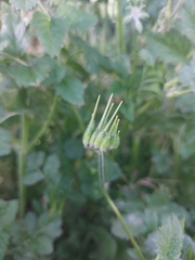 Erodium