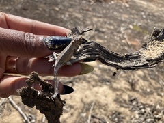 Bradypodion occidentale