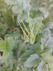 Erodium