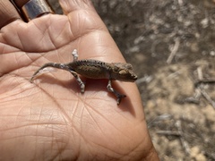 Bradypodion occidentale